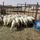 بهم للبيع 39 راس من انتاج المراح