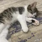 قطط