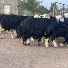 مراح غنم نجد للبيع