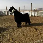 1 تيس فحل عارضي خصم للبيع