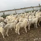 بهم تربية حري 66