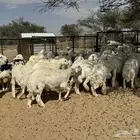 طليان ورخال ضحايا شي طيب