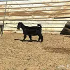 تيس عارضي