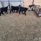 تيوس وجفار ذبايح