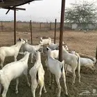 تيوس