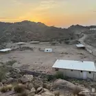 تربية اغنام