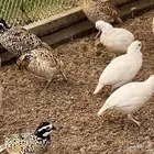 بوب وايت سمان أمريكي