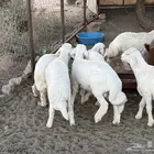 خرفان عدد 18 مابين خروف ورخال مشرووطه