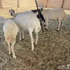 غنم رفيدية خلفات