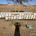 نحل منحل لل اجار