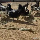 بط بح بياض والعمر شبب حدود السنه