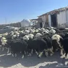 رخال وضان نجد صنف الصنف