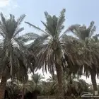 بالمجان بلاش 11 نخله نوايع من طول 5متر الى 10 متر