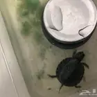 سلحفا برمائية