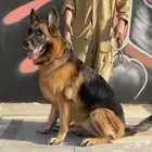 للبيع انثى جيرمن شيبرد ورك لاين مستوى عالي جدا  بيدقري