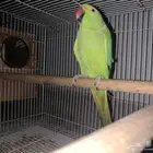 أنثى دره منتجه شرط