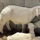 كبش حري جذع وشاه معاها خبشه كبيره والام قديهاموفي