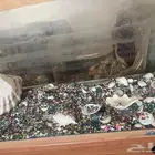 حوض سمك كبير