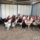 دجاج بلدي