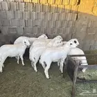 طليان رفيدي مهجنه بحبص