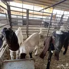 تيوس بلدي لبانية اوزان كبيرة