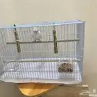 كوكتيل