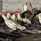 دجاج للبيع لاعلى سوم العدد حول 30
