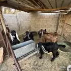 للبيع تيوس