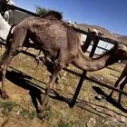 بكره للبيع