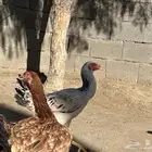 دجاجه سندي