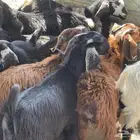 تيوس وجفار طيبة للبيع