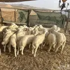 بهم مراح للبيع