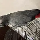 كاسكو متكلم