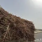 ابوعريش
