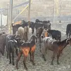ماعز للبيع