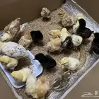 صيصان العدد 25