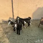 تيوس للبيع عددها 3 فل شحم