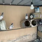 حمام بكستاني وهزازي طيور طيبه
