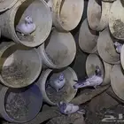 طبات باكستاني