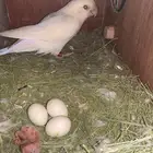 زوج روز البينو منتج