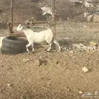 تيس مقفل شحم مخصي