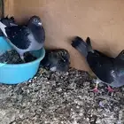زاجل