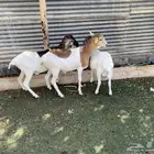برابر هجين بلدي