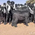 مراح معزا للبيع