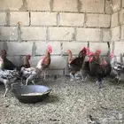 ديوك بلدي للبيع