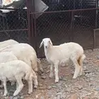 بهم تربية نظيف تربية بر