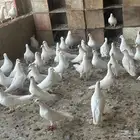 حمام فرنسي ابيض سوبر جامبوا بيور