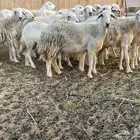 غنم دفيع ومقاريب. تم البيع