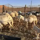 خلفات حريات 7 تحتها 7