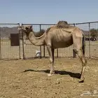 ناقه حايل